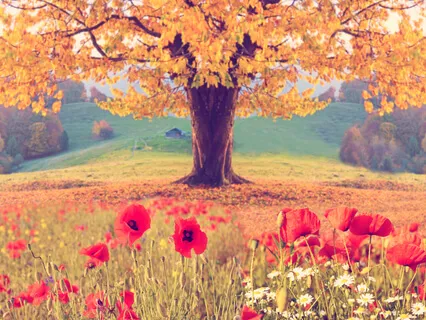 What Do You Need To Give In Exchange For Your Wish