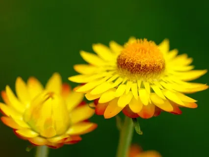 What Happens When Simple Meets Simple?