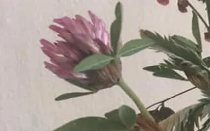 What If All There Is Is This?