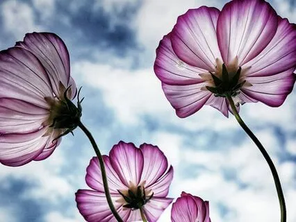 What If It Works Out Well?