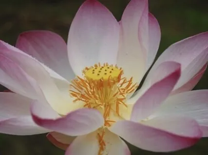 What If Meditation Was Our Relationships, The Teacher Was Life, & Love Was The Centre Of Our Being 