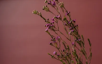 What If Peace Is Contagious?