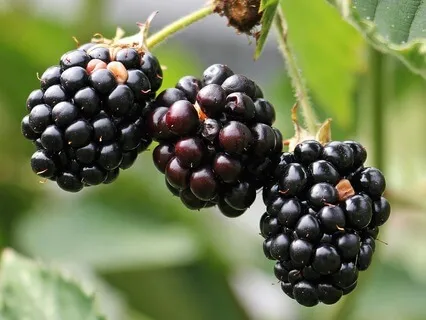 What If Success Were Certain? - September 12