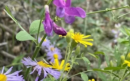 What If? Vipassana Meditation With Mother Nature