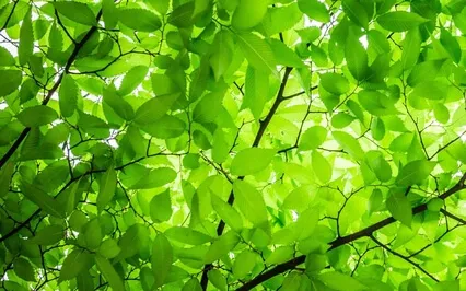 What If We Could See Inside Each Other