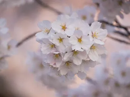 What Is Anapana Meditation?