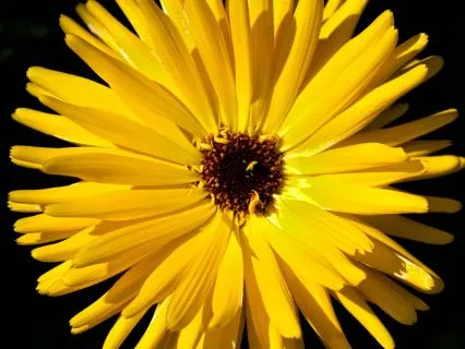 What Is Calling You - A Meditation For Listening To Desire