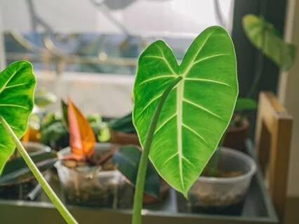 What Is Heartfulness Meditation?