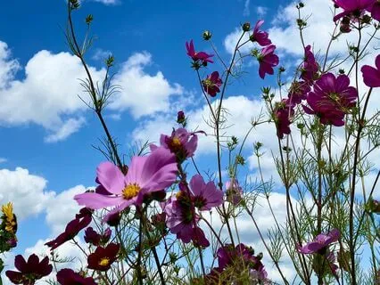 What Is Ignorance In Eastern Wisdom Causes Suffering