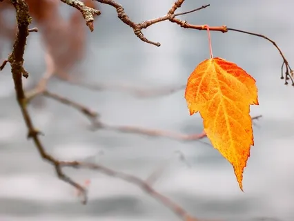 What Is Meant By 'Impermanence'?