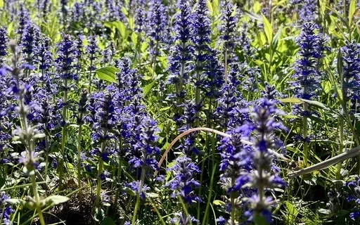 What Is Meditation | For Beginners