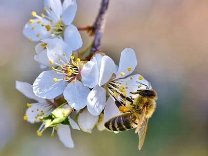 What Is Mindfulness?