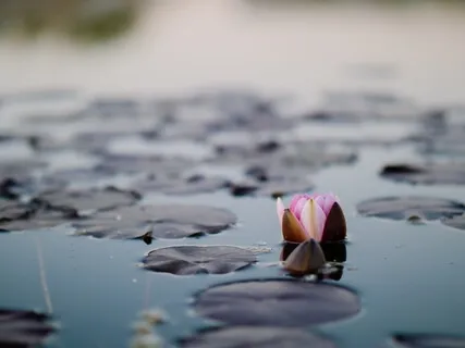 What Is Precious In This Life - Feeling Body And Breath