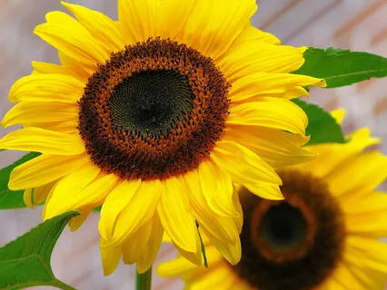 What Is Real Self, It Is Source Of All Knowledge