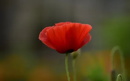 What Is Samadhi, Enlightenment?