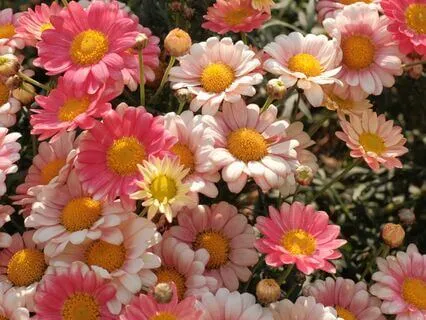 What Is The Ultimate Cause Of Suffering