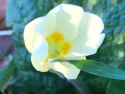 What Is Your Purpose? Listen To The Primrose