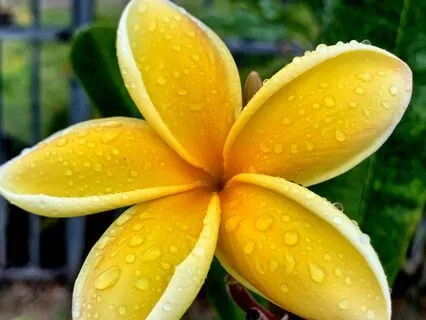 What Is Your Purpose