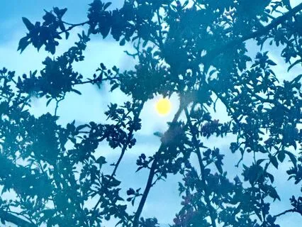 What Is Zazen? A Soto Zen View