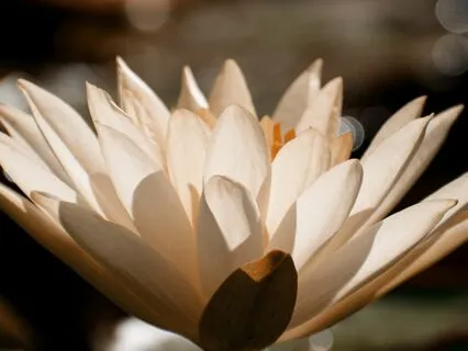 What Matters Most | Daily Centering Meditation