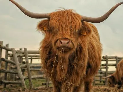 What's For You, Wont Go By You