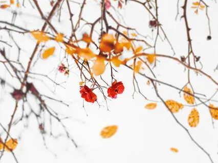 What's Gained By Renunciation