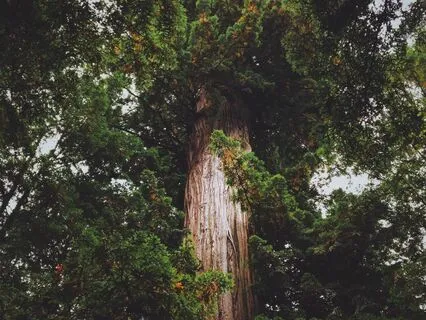 What Seed Lives In Your Heart?