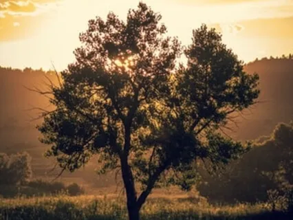 What Shape Waits In The Seed Of You