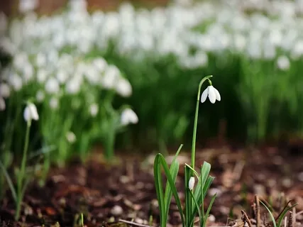 What Spring Invites: A Reflection & Meditation