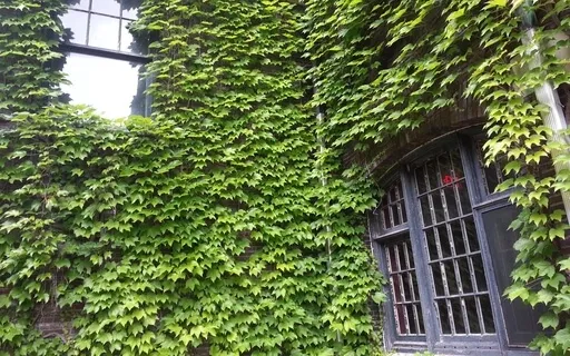 What The Chameleon Dreams