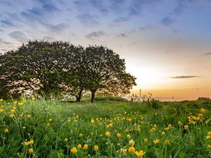 What The Morning Knows: A Practice For Everyday Gratitude