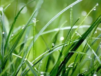 What The Soil Remembers - 10 Minute Piano And Rain