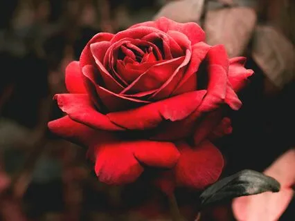 What Was Said To The Rose  | Rumi Poem