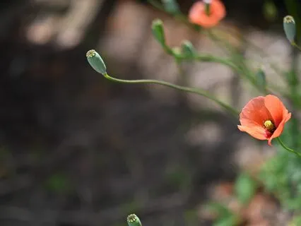 What We Tend To, Grows