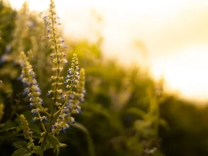 What’s That You Are Looking For?