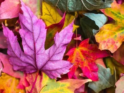 Wheel Of The Year: Mabon/Autumn Equinox