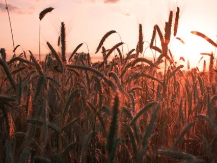 Wheel Of The Year Meditations: Lammas/Lughnasadh