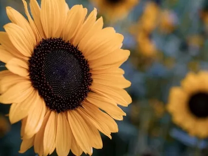 Wheel Of The Year Meditations: Midsummer/Solstice/Litha