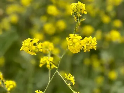 When Fireflies Sleep