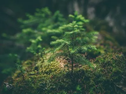 When Nothing Is Wrong: Resting Beyond Self-Improvement