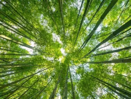 When Pain Guides You Home