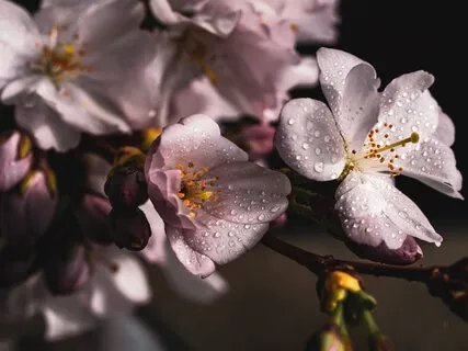 When The Cherry Blossoms Fall