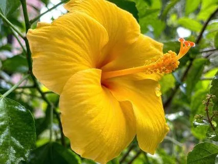 When The Flower Looked Back At Itself