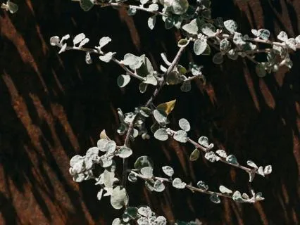 When The Ground Shifts: A Somatic Practice 4 Difficult News