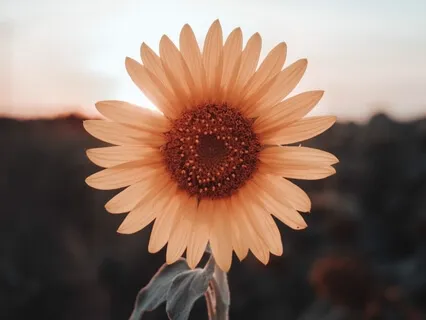 When the Heart Leads