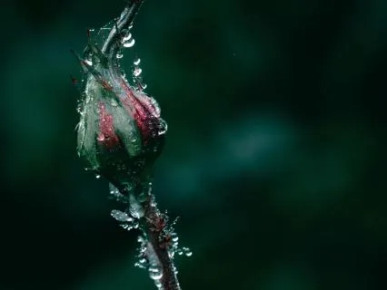 When The Rain Sings You To Sleep : 8-Hour + Deep Sleep Track