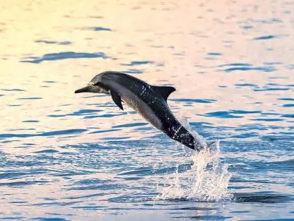 When We Swam With Dolphins And Whales