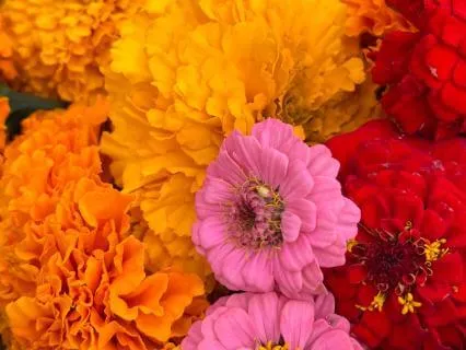 Internal Family Systems: Self-Doubt