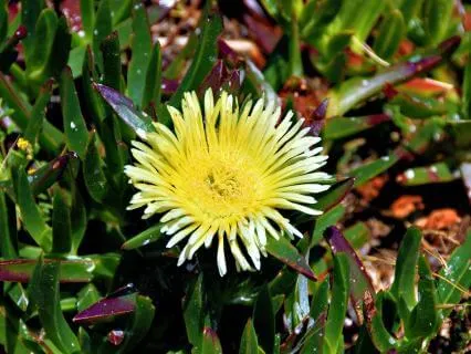 When You Feel Alone - Shaltazar Pause Transmissions