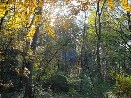 When You Feel Scattered: A Five Minute Grounding Meditation
